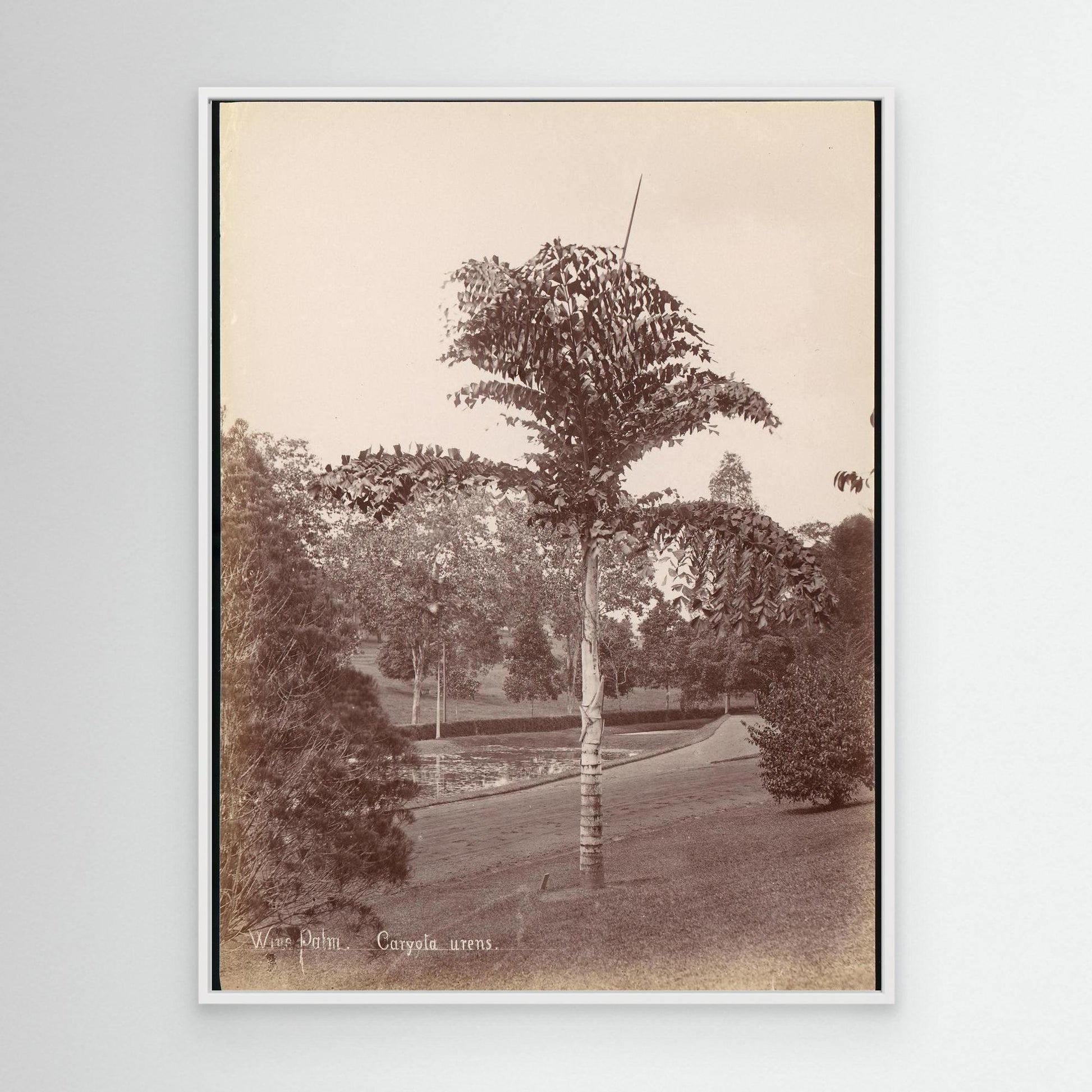Wine Palm, Caryota Urens