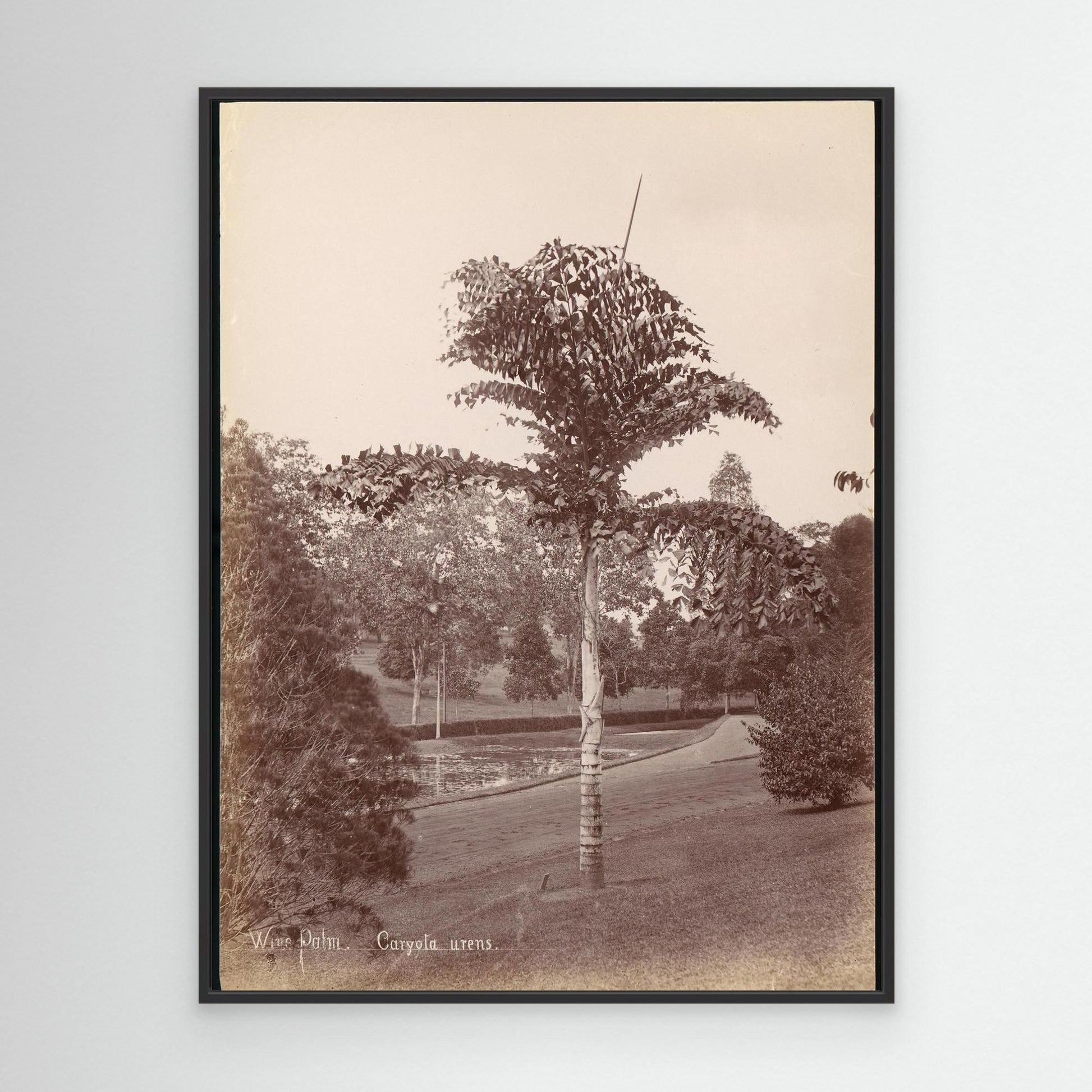 Wine Palm, Caryota Urens