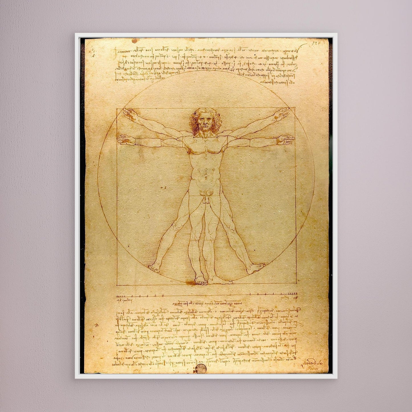 Vitruvian Man