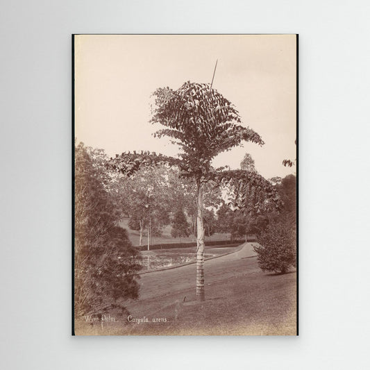 Wine Palm, Caryota Urens