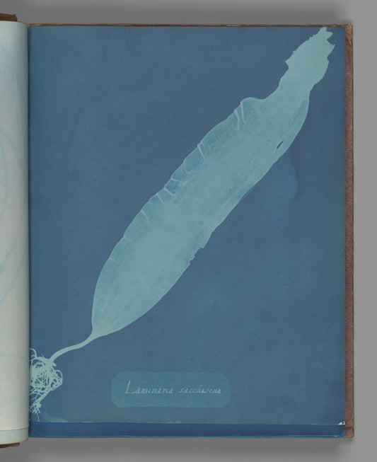 Laminaria saccharina