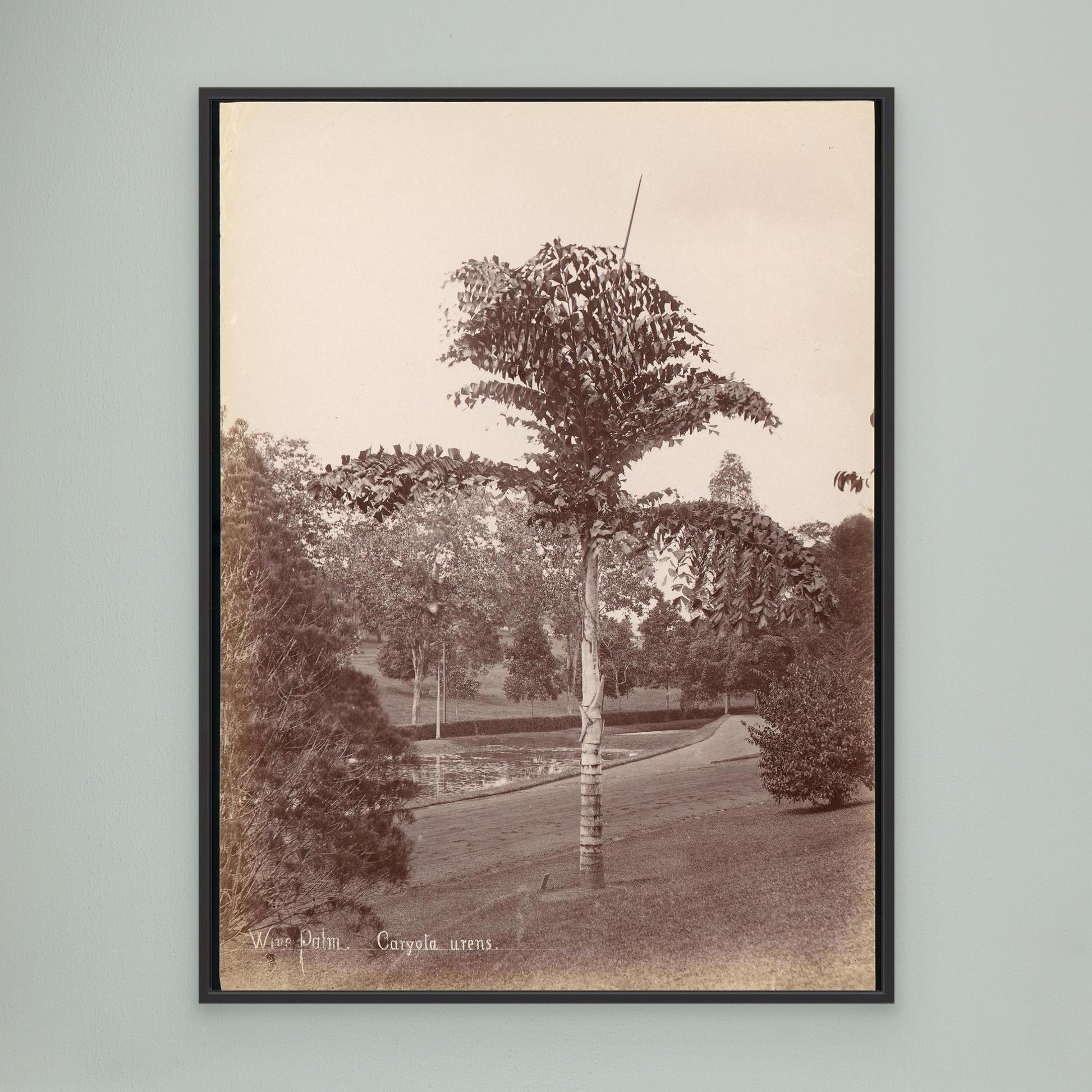 Wine Palm, Caryota Urens