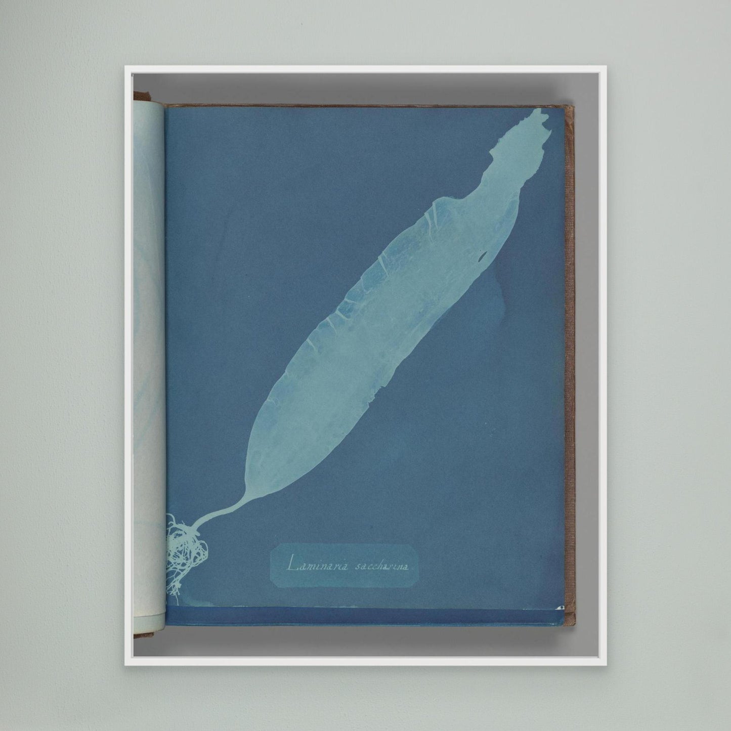 Laminaria saccharina