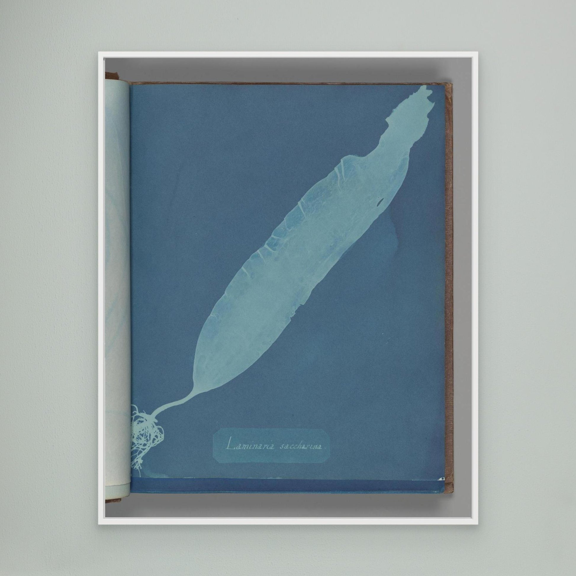 Laminaria saccharina