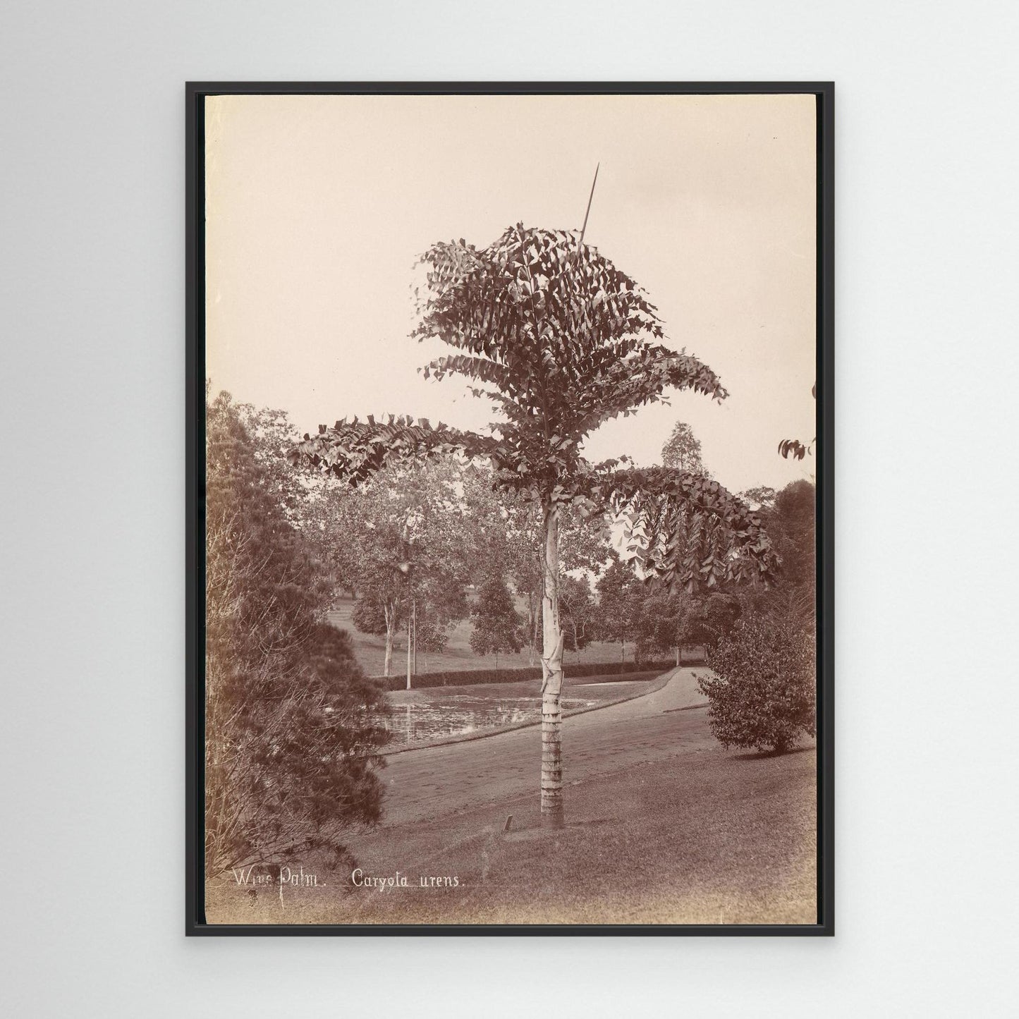 Wine Palm, Caryota Urens