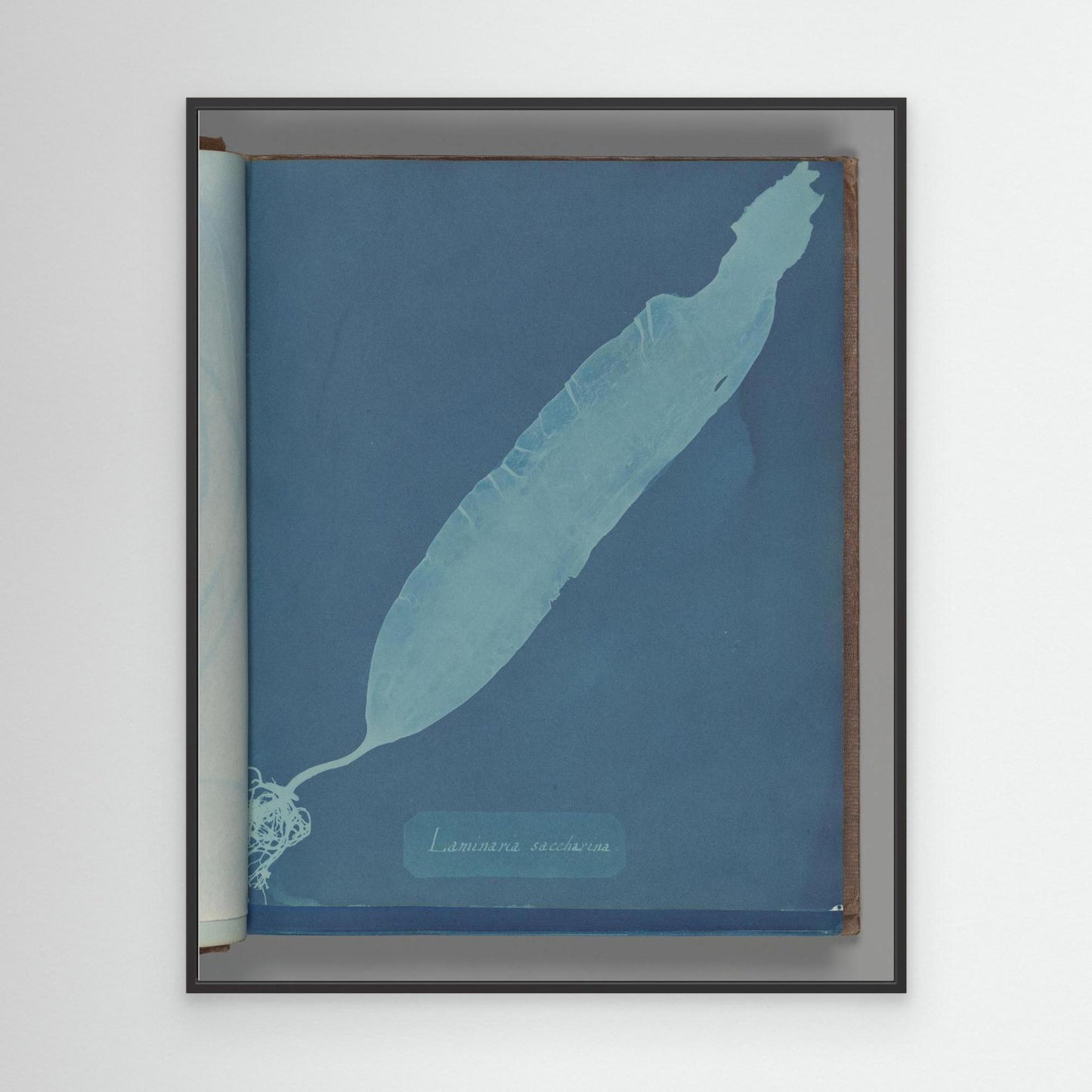 Laminaria saccharina