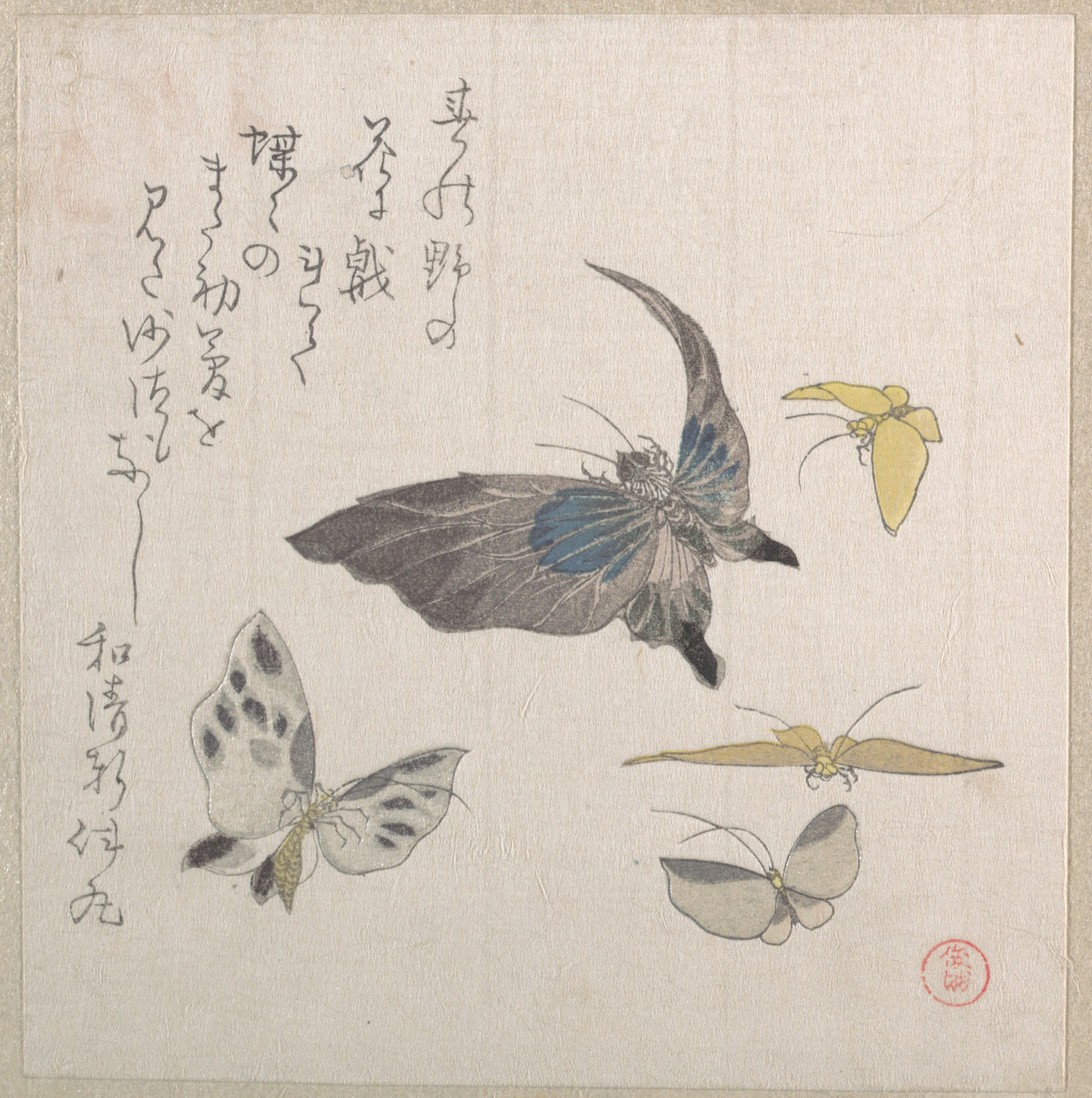 Butterflies