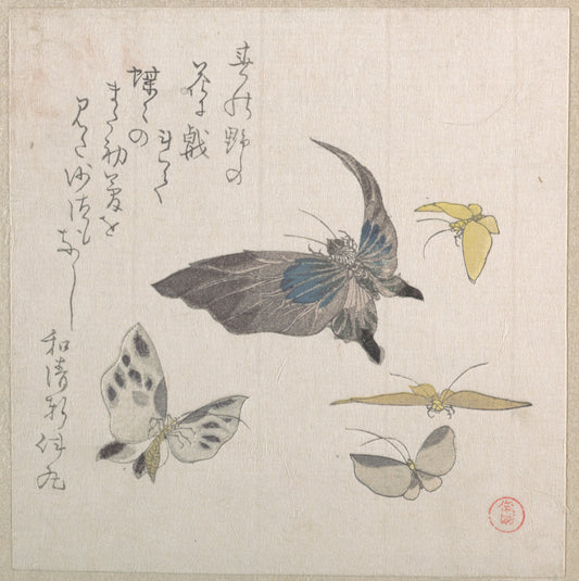 Butterflies