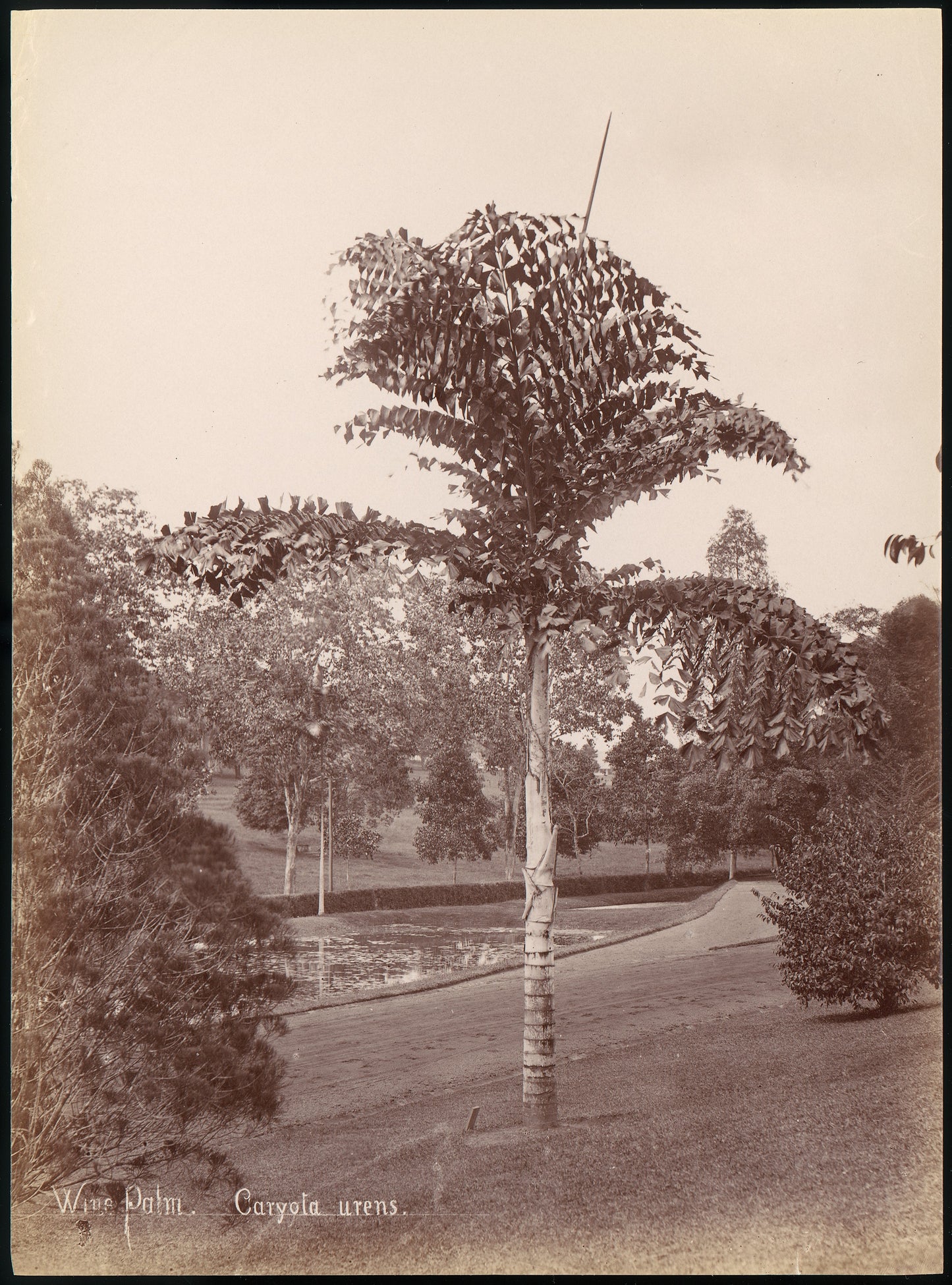 Wine Palm, Caryota Urens