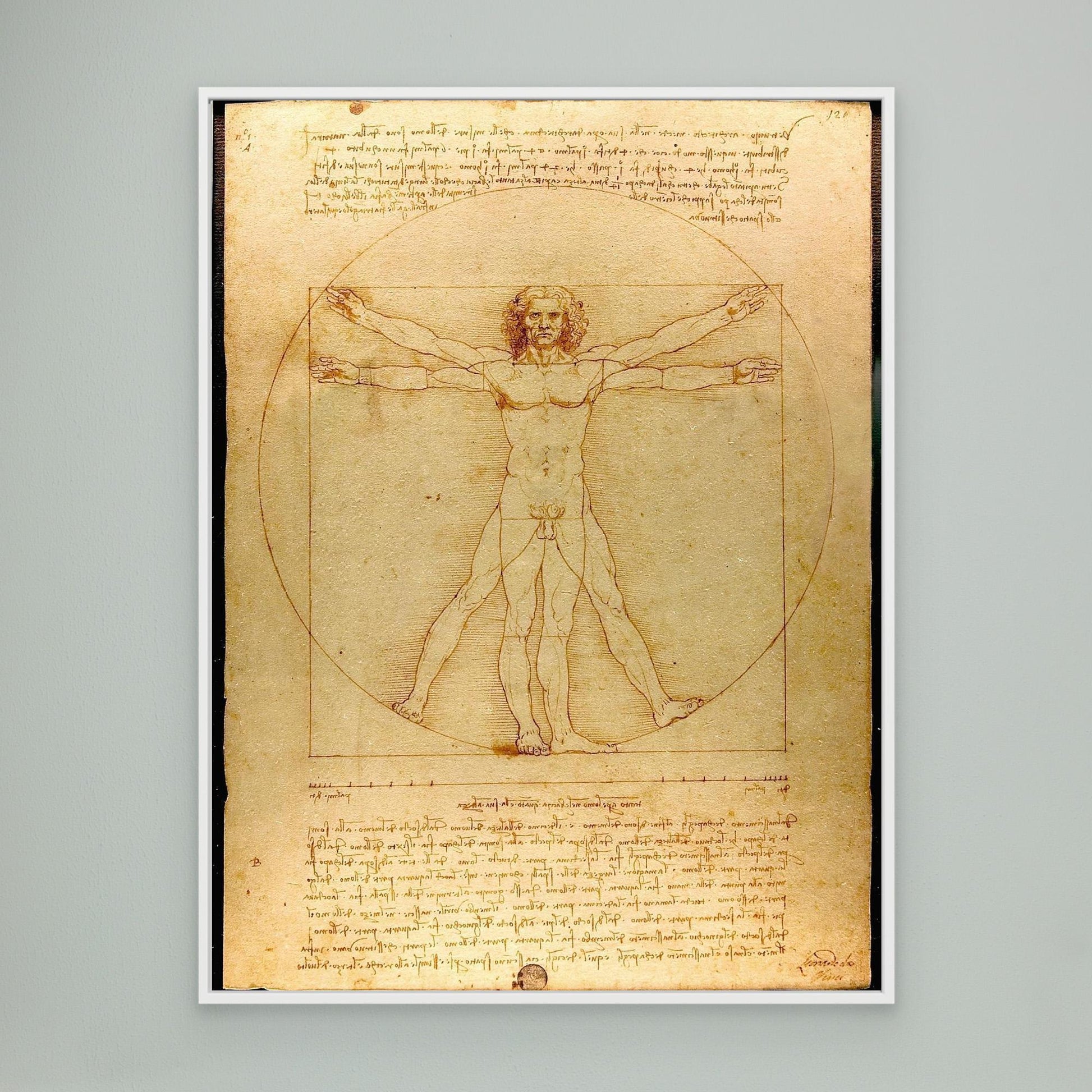 Vitruvian Man