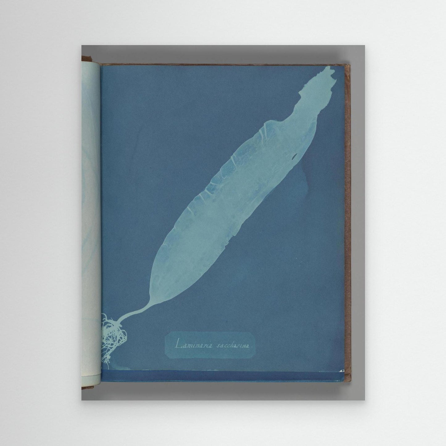 Laminaria saccharina