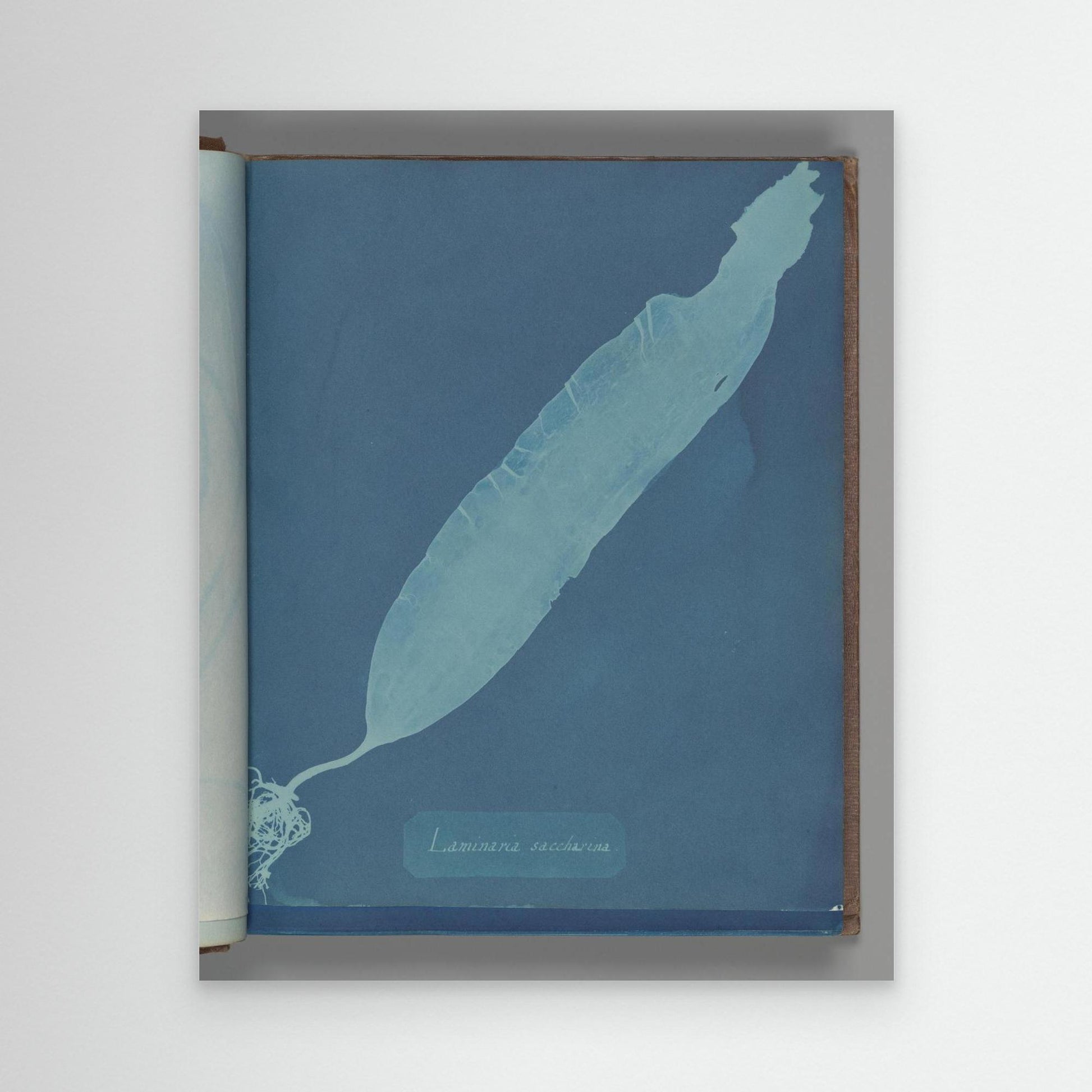 Laminaria saccharina