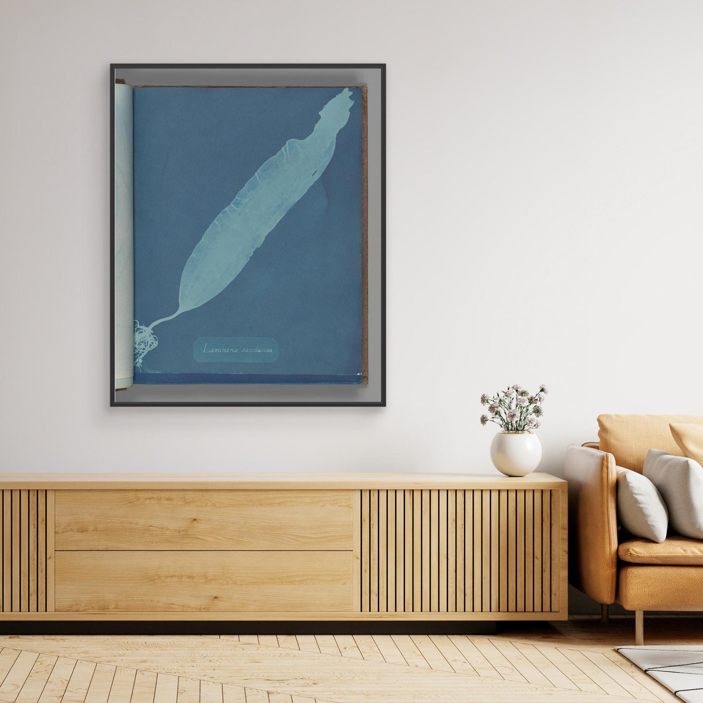 Laminaria saccharina