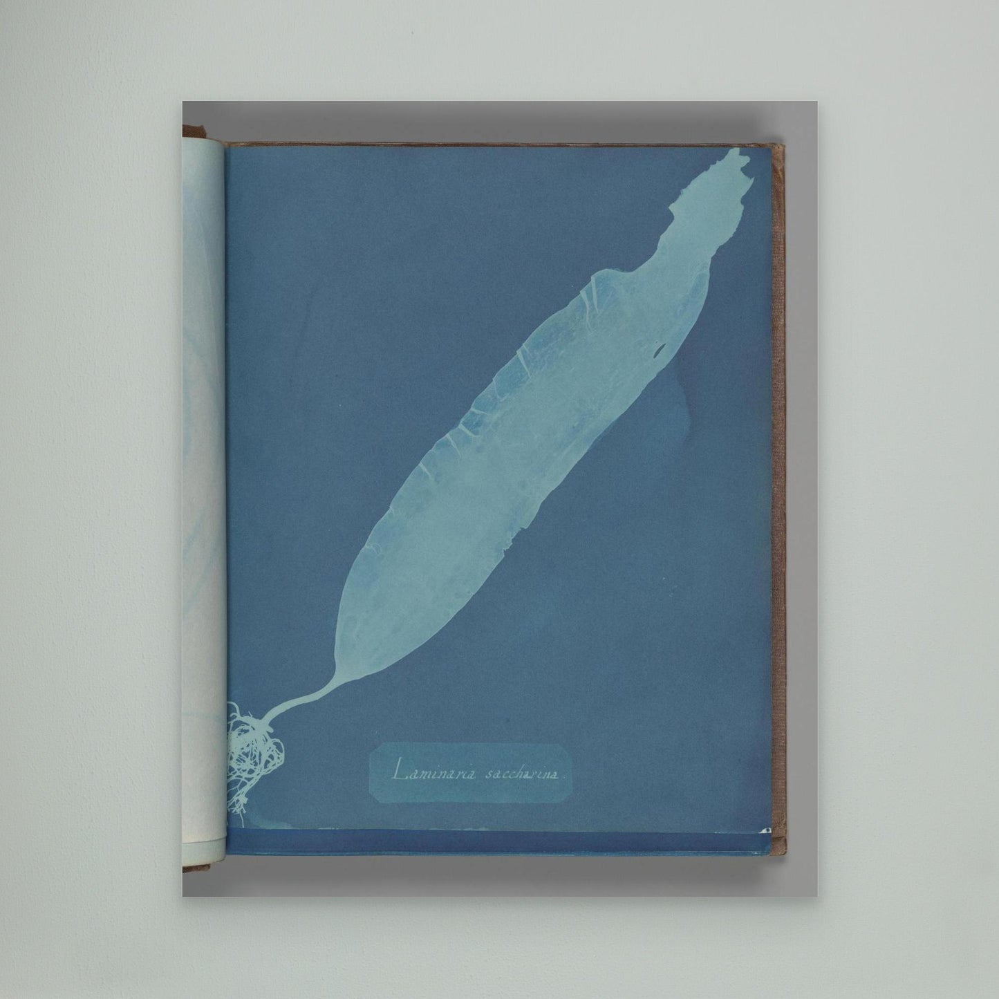 Laminaria saccharina