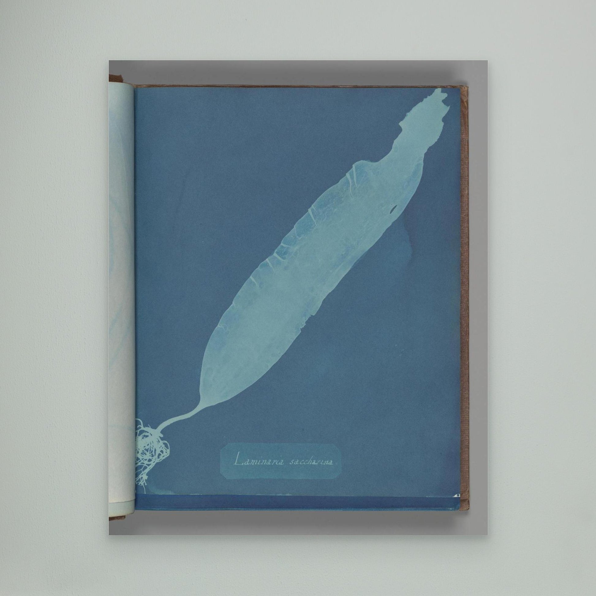 Laminaria saccharina