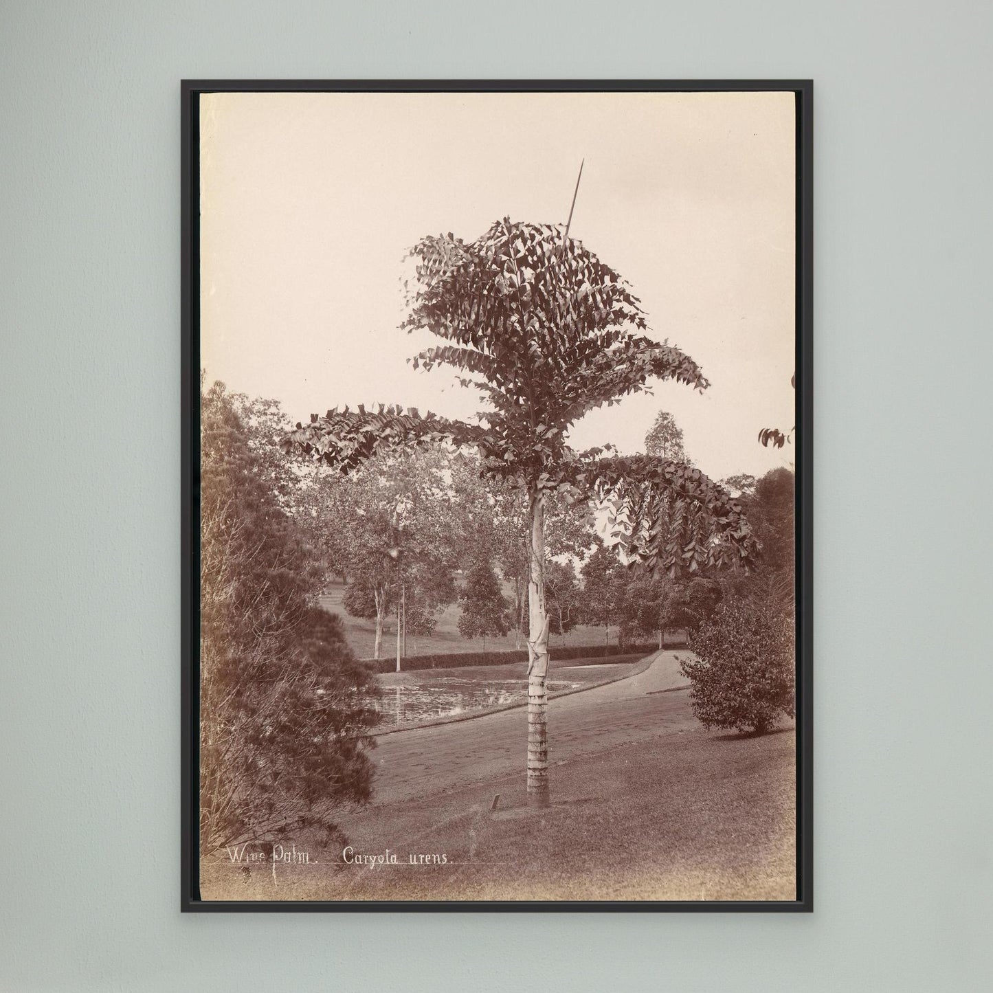 Wine Palm, Caryota Urens