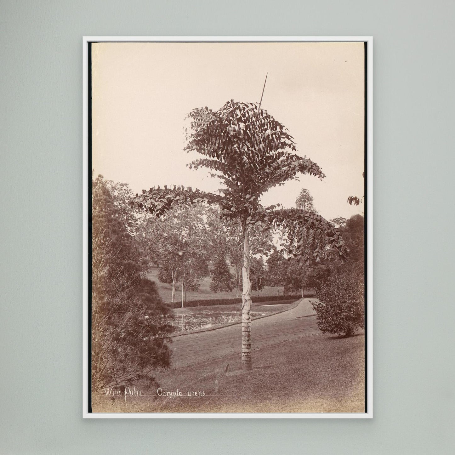 Wine Palm, Caryota Urens