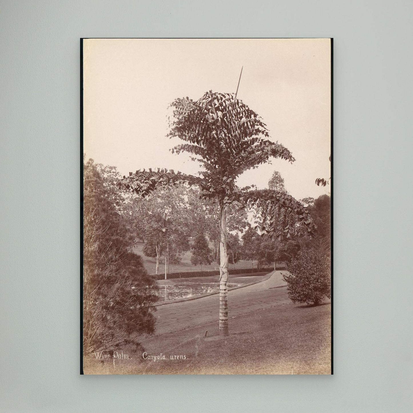 Wine Palm, Caryota Urens