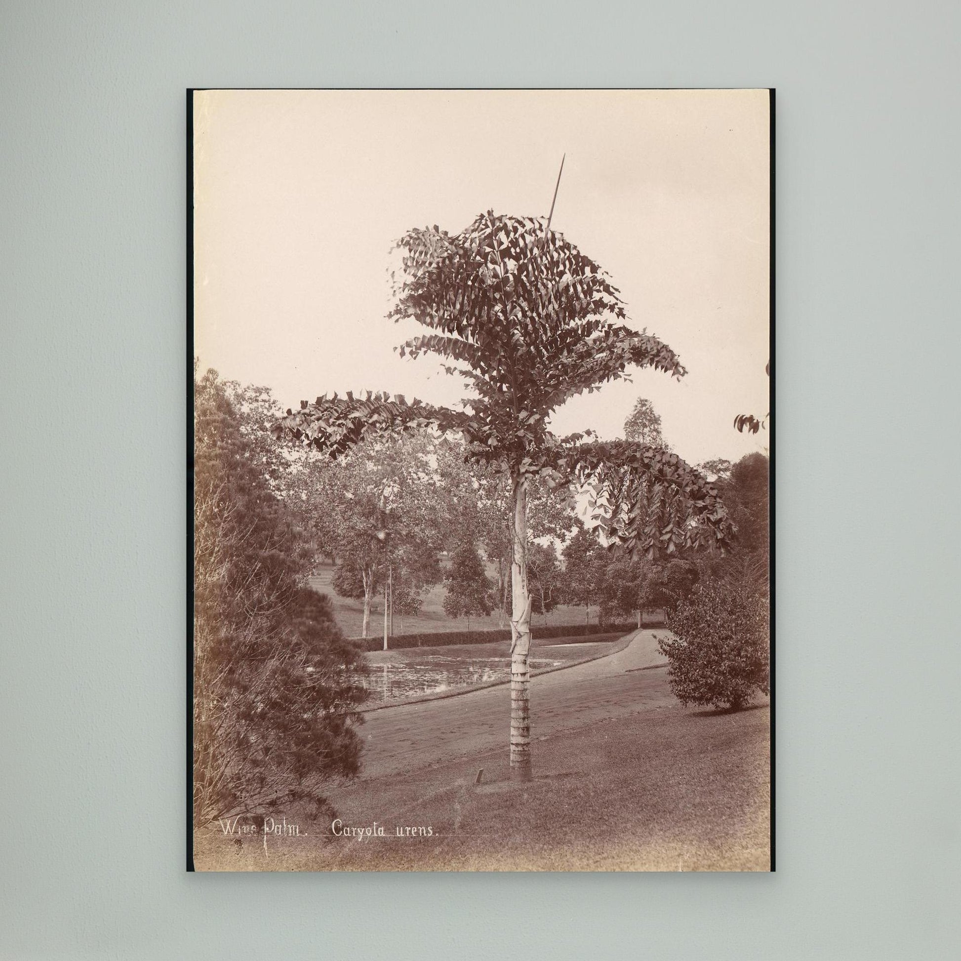 Wine Palm, Caryota Urens