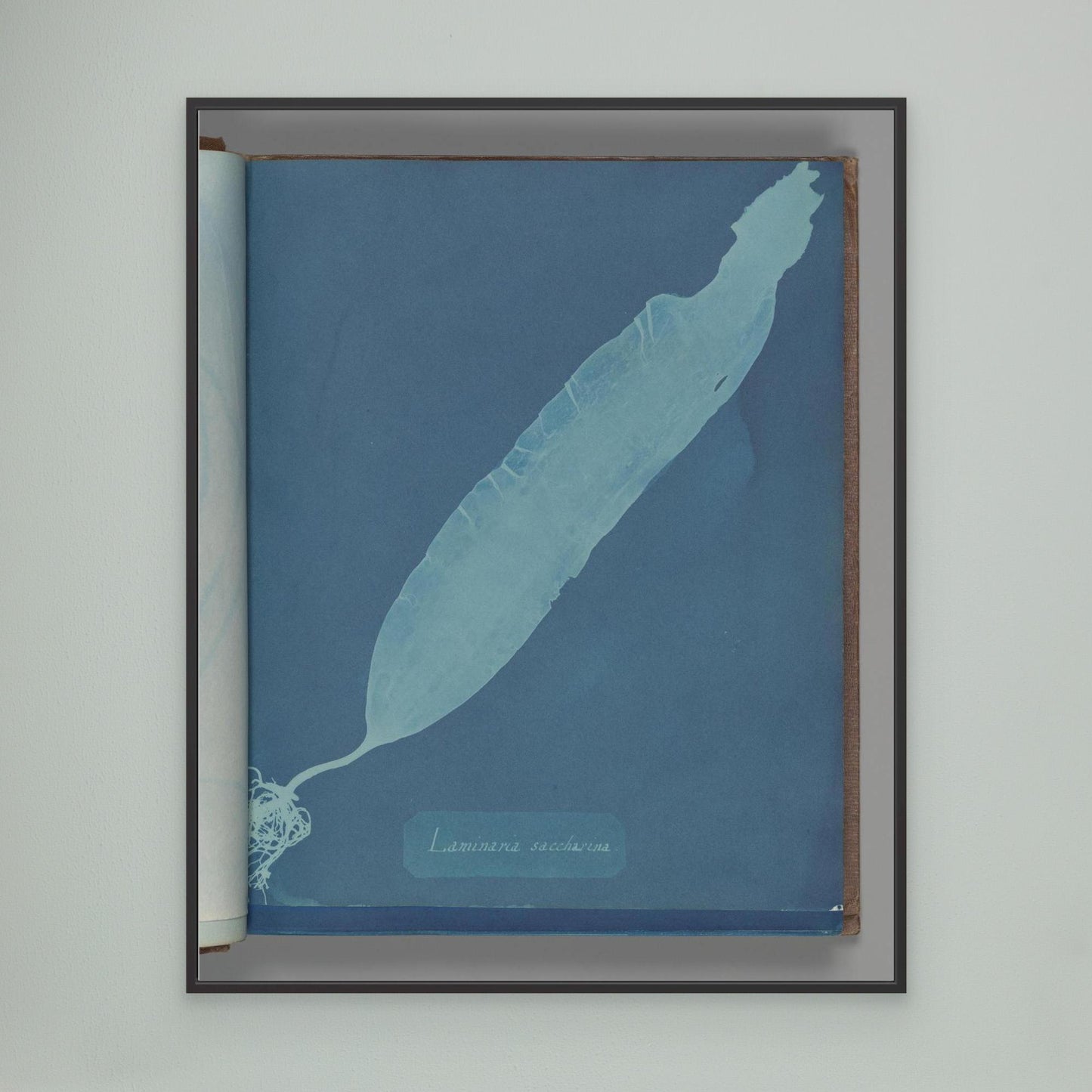 Laminaria saccharina