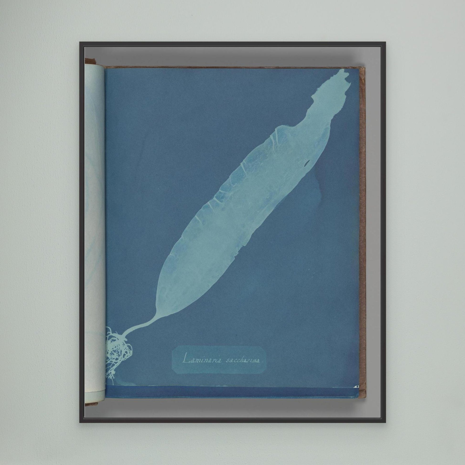 Laminaria saccharina