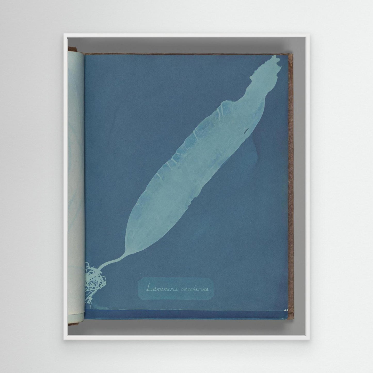 Laminaria saccharina