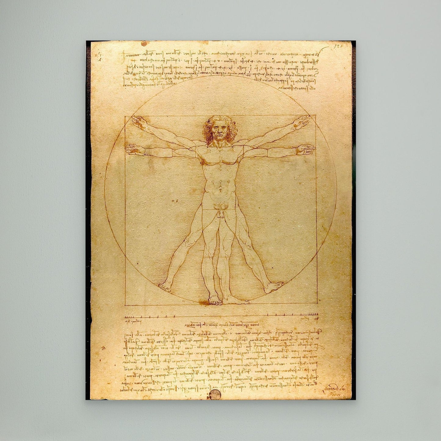 Vitruvian Man